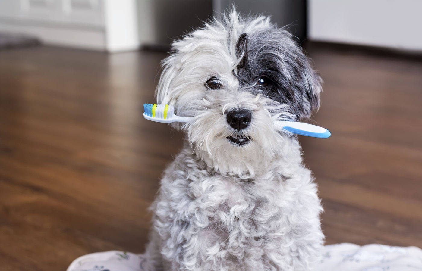 Tooth-Extractions